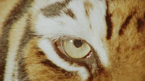 Tiger Eye Looking in Extreme Close-Up Vidéo 238944855