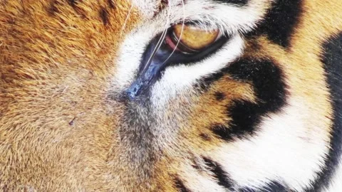 The tiger eyes close-up Stock Footage 123836662