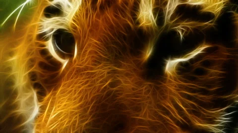 Tiger eyes Video stock 104911477