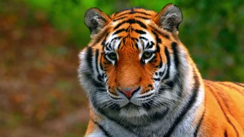 Tiger face close up Stock Footage 286723762