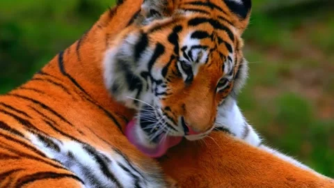 Tiger face close up Stock Footage 286723787