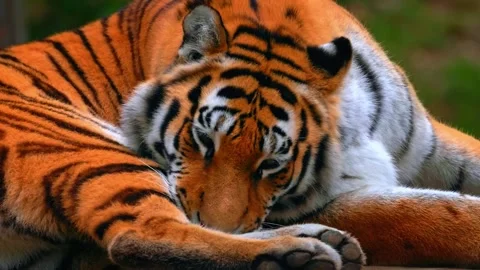 Tiger face close up Stock Footage 286723883