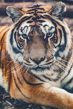 Tiger Face Close Up Stock Photos