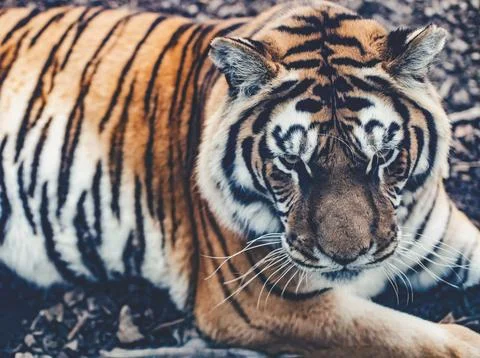 Tiger Face Close Up Stock Photos