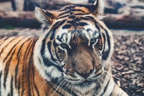 Tiger Face Close Up Stock Photos