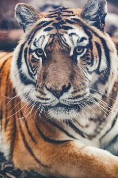 Tiger Face Close Up Portrait Stock Photos
