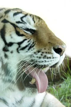 Tiger Face Closeup Stock Photos