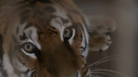 Tiger face Stock Footage