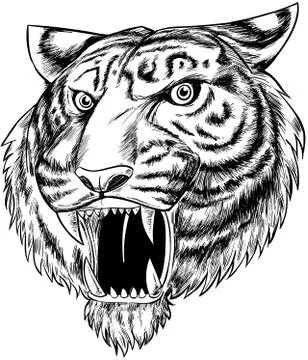 Tiger face  hand drawn Stockillustratie