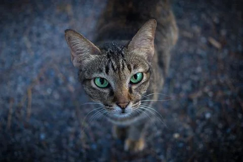 Tiger face native cat face is coming. Green eyes, ears are standing. Stock Photos