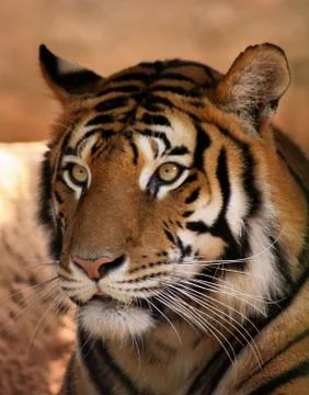Tiger face Stock Photos