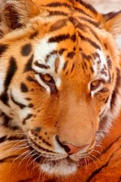 Tiger face Stock Photos