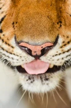 Tiger face Фото