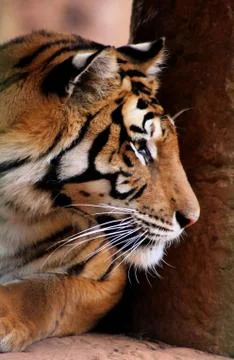 Tiger face side profile Stock Photos