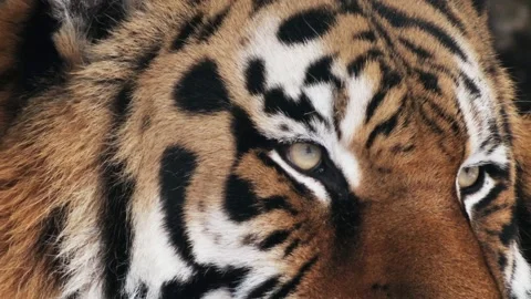 Tiger falls asleep,  close up Stock Footage 99862371