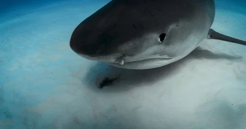 Tiger fast 库存影片 129537204