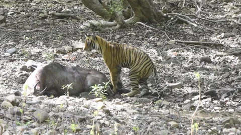 Tiger feasting on blue cow Stock Footage 204036911