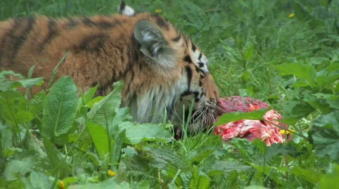 Tiger Feasts on Kill Stock-Footage 419835
