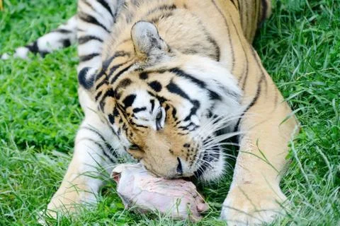 Tiger feeding Stock Photos