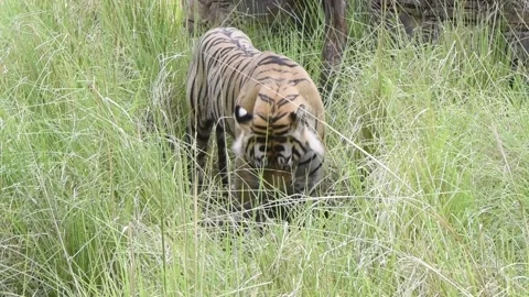 Tiger feeding on a  Sloth Bear in the Ranthambore National Park, Rajasthan Video stock 204080114