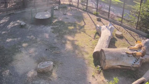 The tiger fell asleep in the sun on a log Stock Footage 163355980