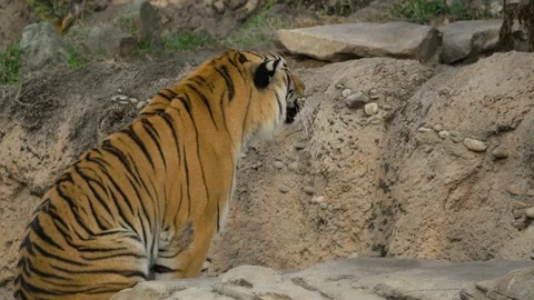 Tiger Fight, 4K Stock Footage 71215261