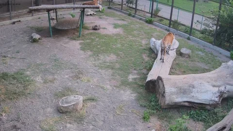 The tiger first climbed on a log, then lay down on a swing Stock Footage 161160445