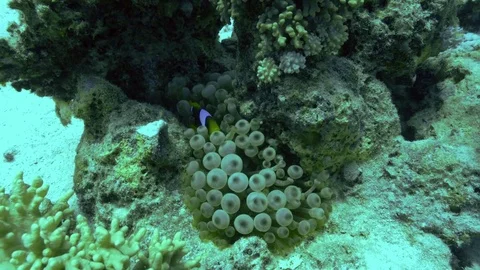 Tiger fish between the plants in seabed Stock Footage 81230412