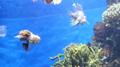 Tiger fish1 1 Stock Footage 7756384