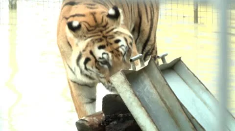 Tiger in flooded cell. Video stock 8846794