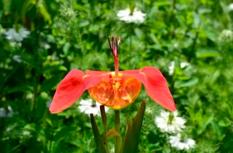 Tiger Flower Stock Photos