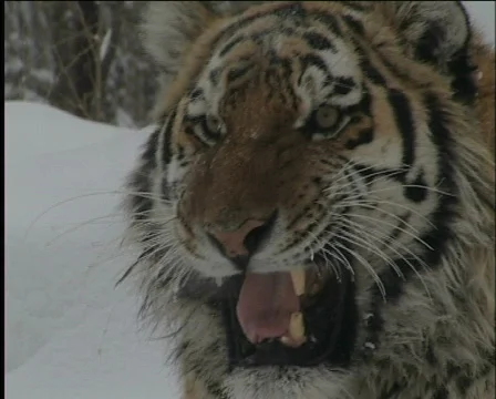 Tiger Stock Footage
