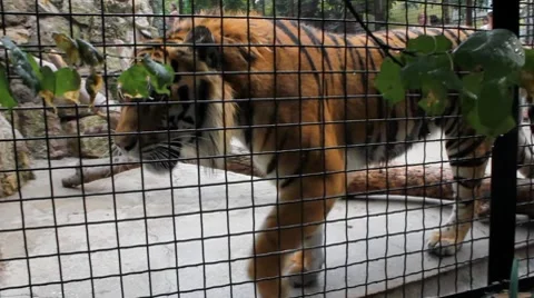 Tiger 스톡 동영상 7901455