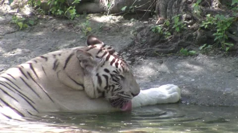 Tiger 스톡 동영상 8787896