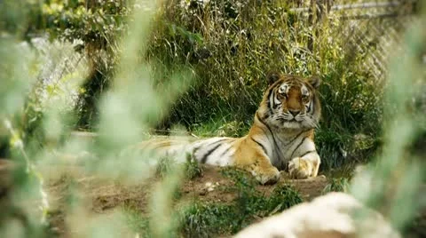 Tiger 库存影片 8845492