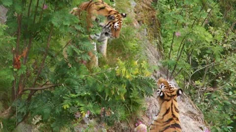 Tiger Stock Footage 9450246