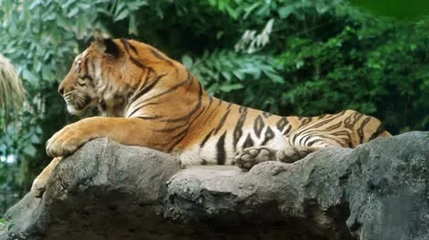 Tiger Stock Footage 10563867