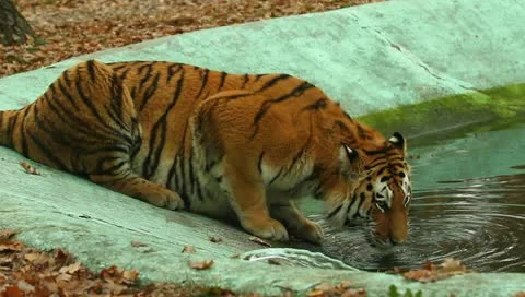 Tiger 動画素材 10841788