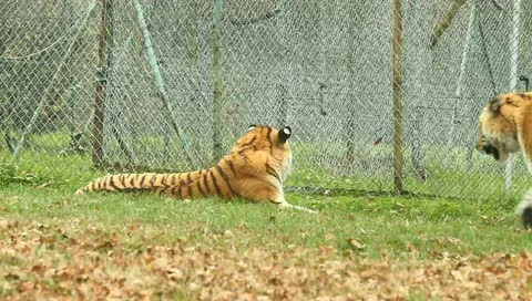 Tiger 動画素材 10842344