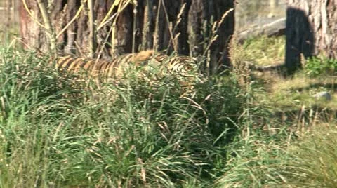 Tiger Vidéo 11016786