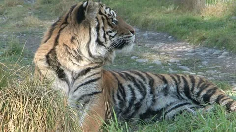 Tiger Stock-Footage 11016993