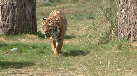 Tiger Stock-Footage 11113182