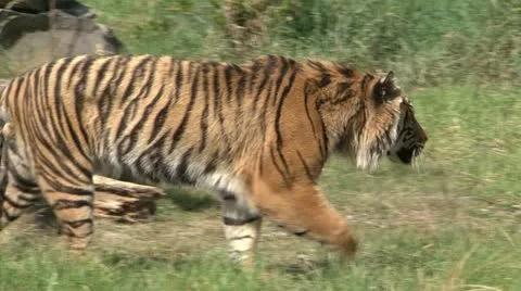 Tiger Stock-Footage 11114344