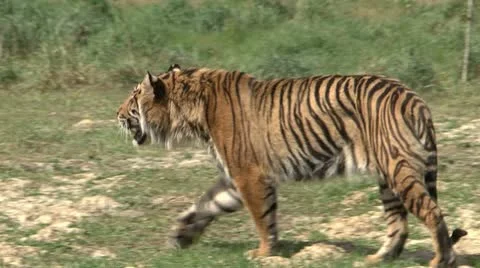 Tiger Stock-Footage 11114570