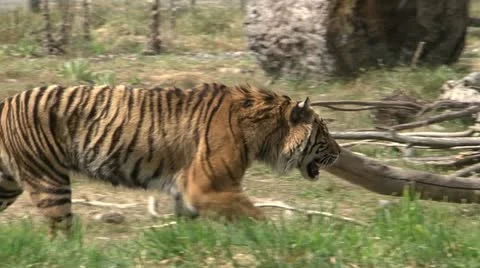 Tiger Stock-Footage 11114934