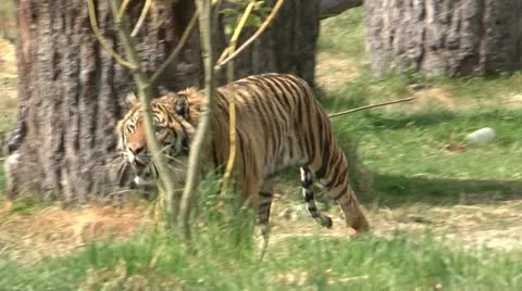 Tiger Stock-Footage 11115347