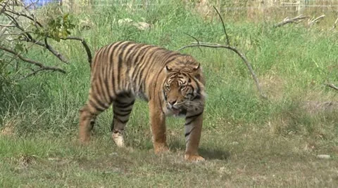 Tiger Stock-Footage 11115780