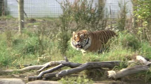 Tiger Stock-Footage 11131438