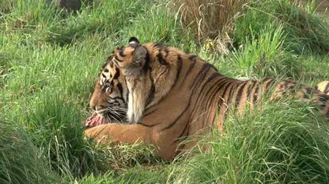 Tiger Video stock 11131709