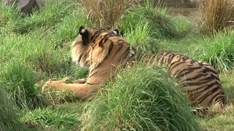 Tiger Stock-Footage 11132136